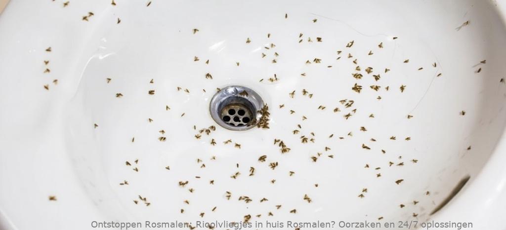 Rioolvliegjes in huis Rosmalen? Oorzaken en 24/7 oplossingen